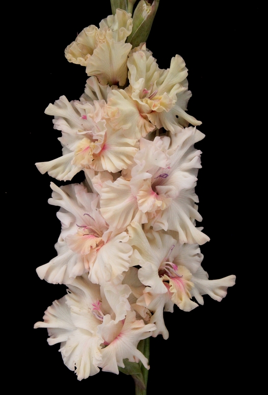 Гладиолус крупноцветковый День Сурка